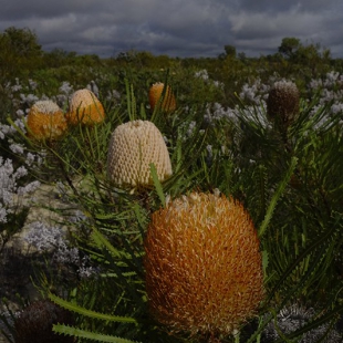 Banksia prionotes